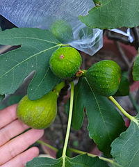 �����޻������ò������ڴ�