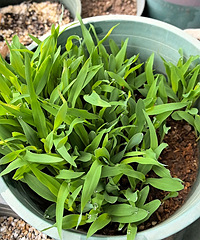 ����̨����һ�����ױ�����