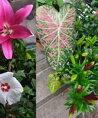 ��Һ�ľ�ϲ��ֲ����ģ��ٺ϶�����