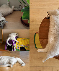 �Ʒ��ˣ��Ҵ򹤵�ţ��è����������