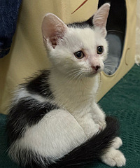 ����������ţСĸè������