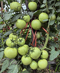 ûɶ�����������ַ�������