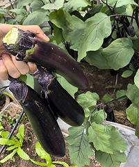 �ֲ����ߣ��߲˶�óԲ���