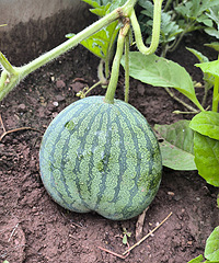 ��1���������ֳ���һ����