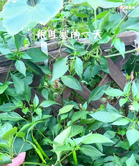 ������һ�����ֲˣ�