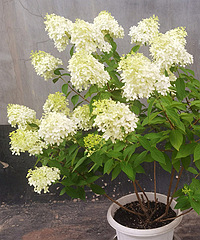 Բ׶����ǳ��е�������