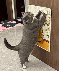 è12��ÿ������˶�����