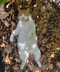 ����Сè��˯��Ҫ��������