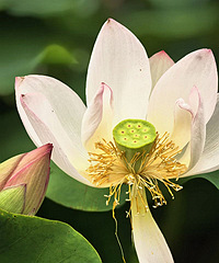 �ͺɻ��ļ��ڵ�����̫����