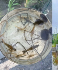 私藏!可网河虾?人少到离谱的原生态公园!