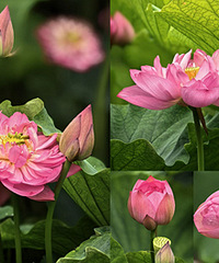 ���ɺ���԰�ĺɻ�������Ƭ������