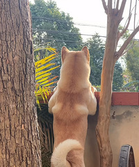 Ѱ�Ұ��µ�����Ҫ��׼��ʲô��