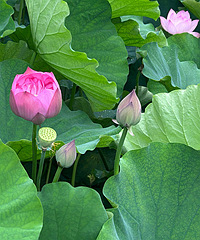 ���껪���µĺɻ����ò���