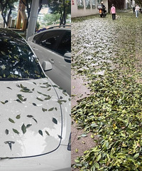 是不是整个重庆的小叶榕都在落叶子