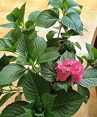 ����ֻ��ֲ˶���ʲô��ѽ