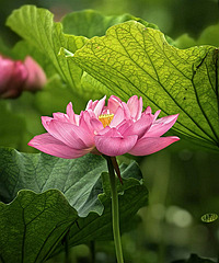 ���ɺ���԰�ĺɻ�������Ƭ