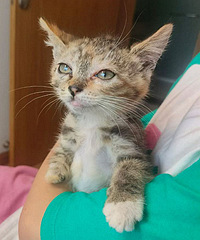 ����è��������������è��