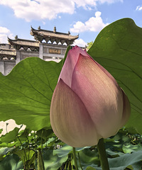 华岩寺的荷花开得正好