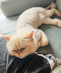 �����ˣ���3��è��������