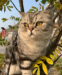 ����˵����èͷӥ�Ļ���