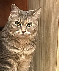 ��è���ˣ�������ʧ����