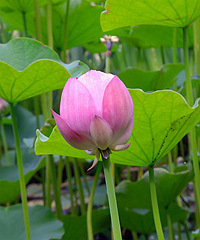 �ĵ����糿�������ŵĺɻ�