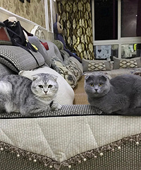 �����ɰ���ë����������