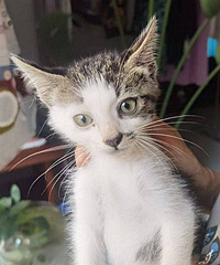 2�����껨��è����������