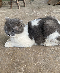 �����׵ܵ��Ҹ��ң�����˽