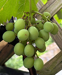 �ֲ���������ˮ����������