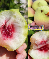 每年必吃鹰嘴桃,汁多脆甜爽口,爱住了