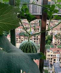 [����]85�긱������λ�������ڵ�Ա�������飬�г��з�