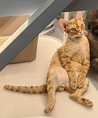 ��һֱ�����������Ҫצ��