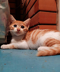 2���µ���ͫè�ܵ�������