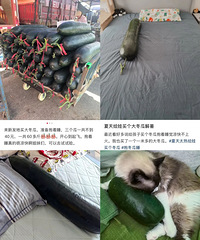 “抱冬瓜睡觉”突然走红,医生紧急提醒