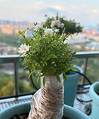 �Լ��޽ӵ���׮�¼�������