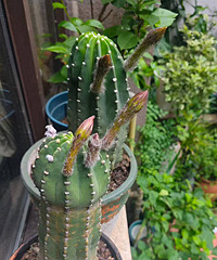 �����������������N����