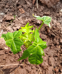 7��7���磬¶̨�������£���д����������ʯ�ġ���������ɫ����