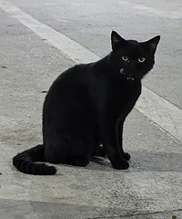 ����ֵ�ĺ�è�ܵ�������