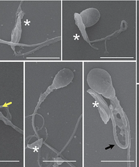 Ӱ�����������������ֲ���èɰ�еļ���������Ѹ�Ⱦȫ��һ���˿�