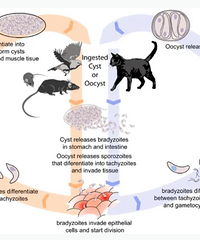 Ӱ�����������������ֲ���èɰ�еļ���������Ѹ�Ⱦȫ��һ���˿�