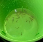 雅巴洞公园带娃捞鱼虾