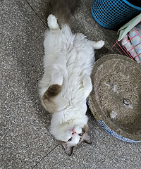 ��żè�������˯��������