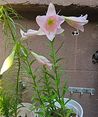 �ٺ������˿������ϸ��