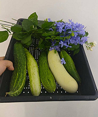 ��ѩ���򻨻�������ϻƹ�