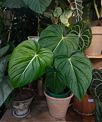 �ܻ����˵�������������