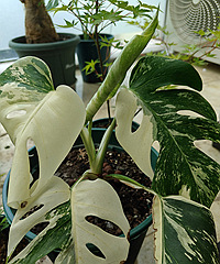 �����׽�����𣬻�ӭ����