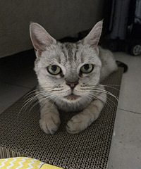 ���è����һ�ܾ�����5��