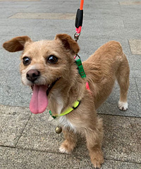 �ɰ������������������ܹ�