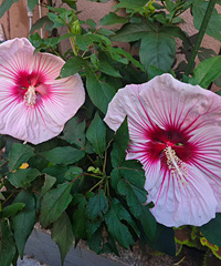 ��ܽ��һ�ο���2����ɫ